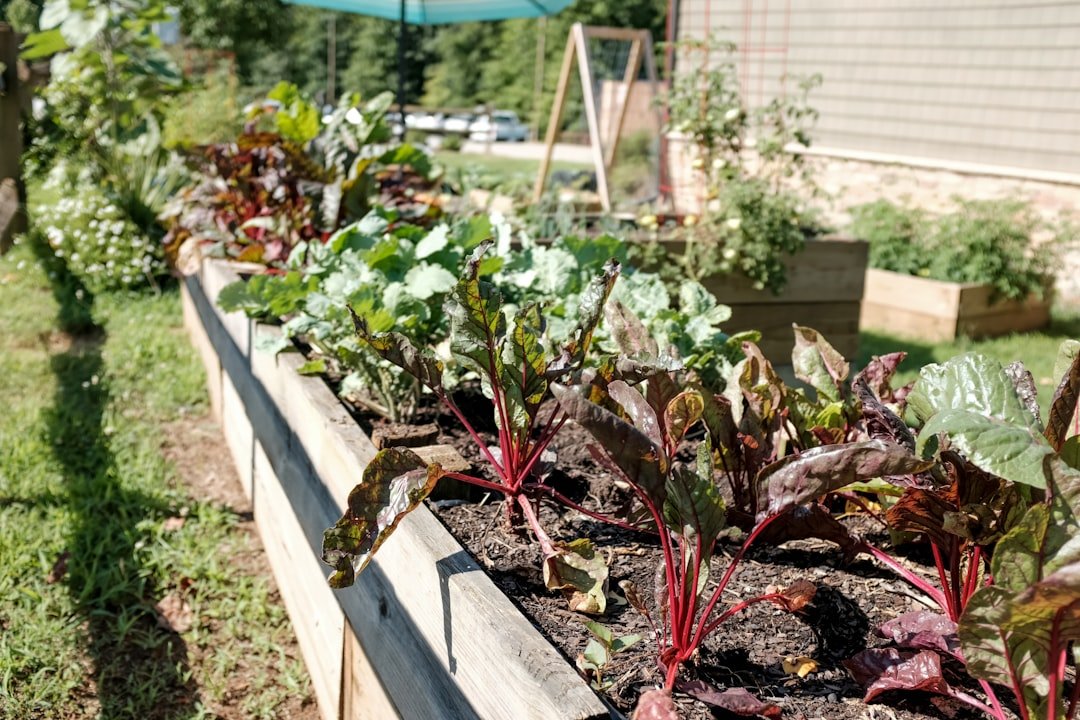 A compact and manageable home food garden