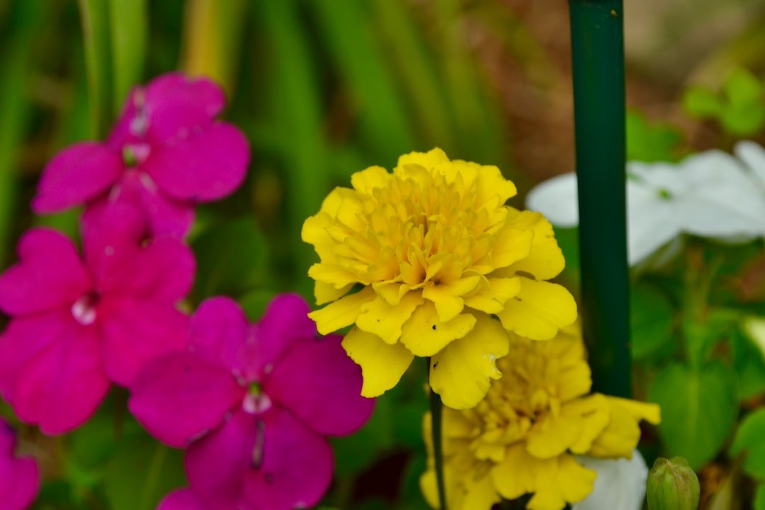 Tall flowering plants supported with discreet garden stakes
